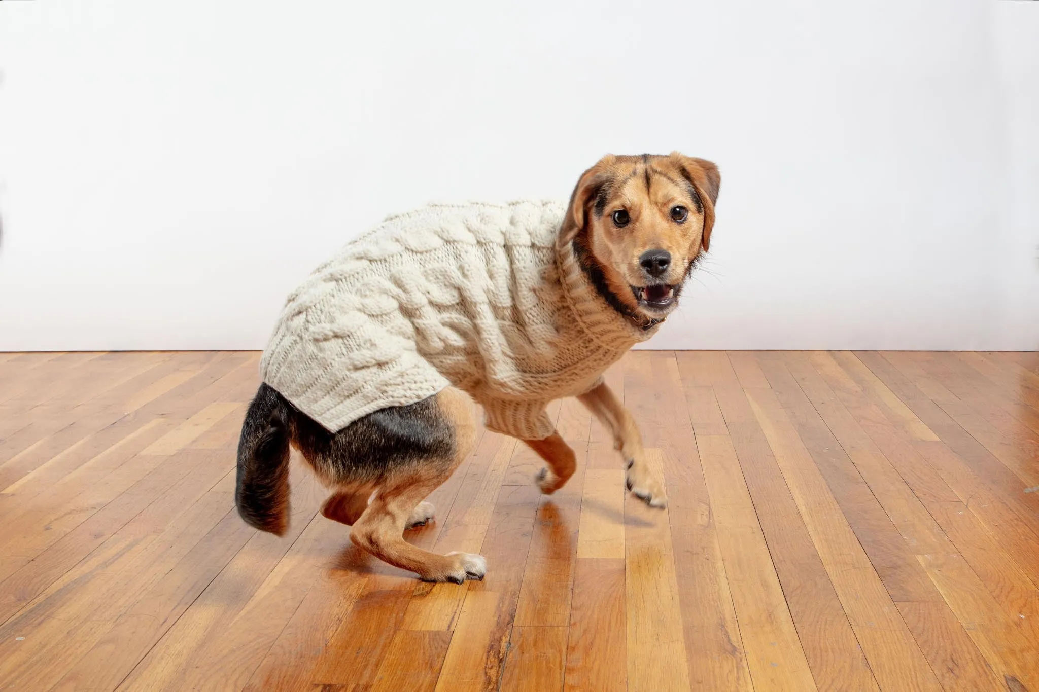 Downtown Roll Neck Dog Sweater in Natural