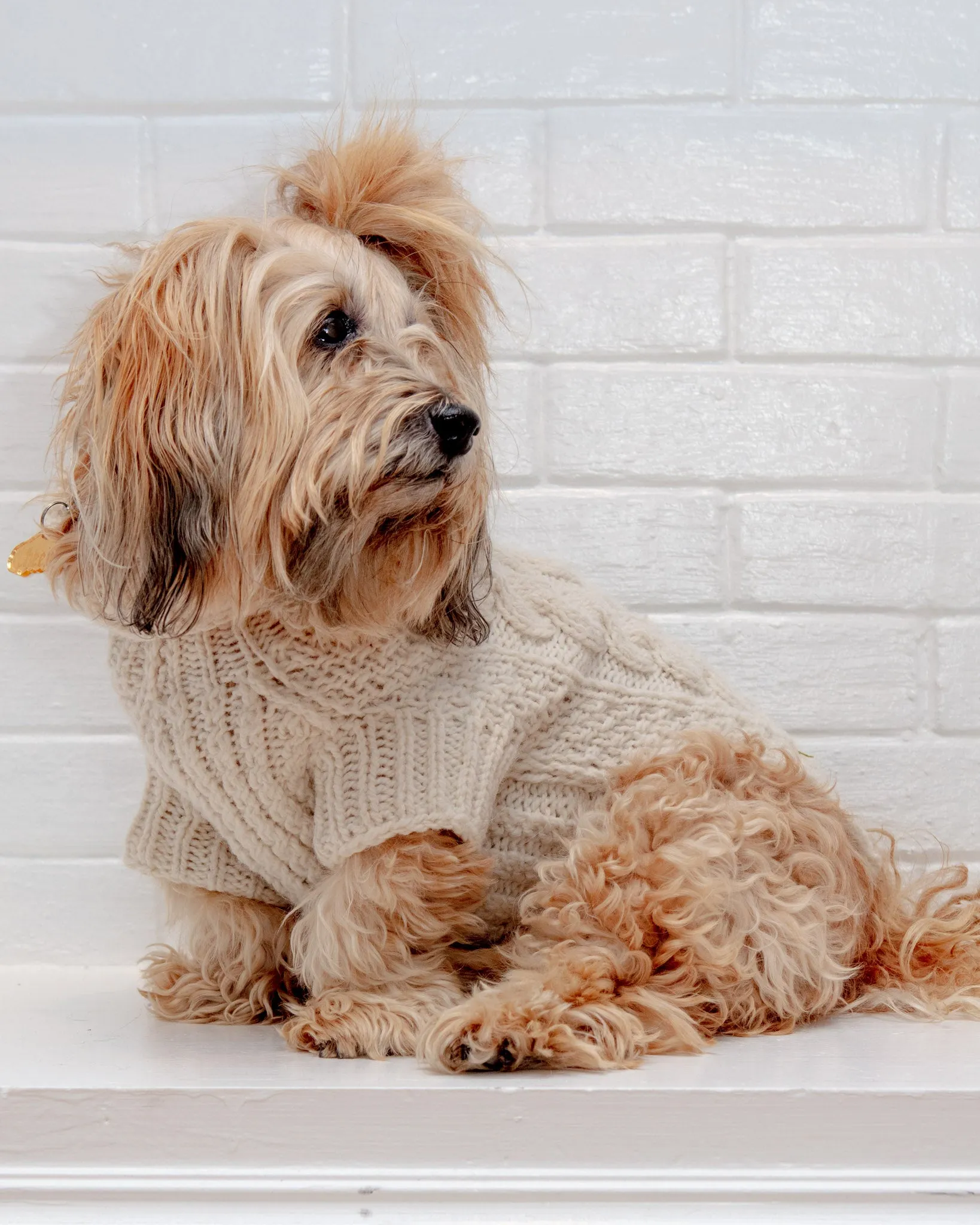 Downtown Roll Neck Dog Sweater in Natural
